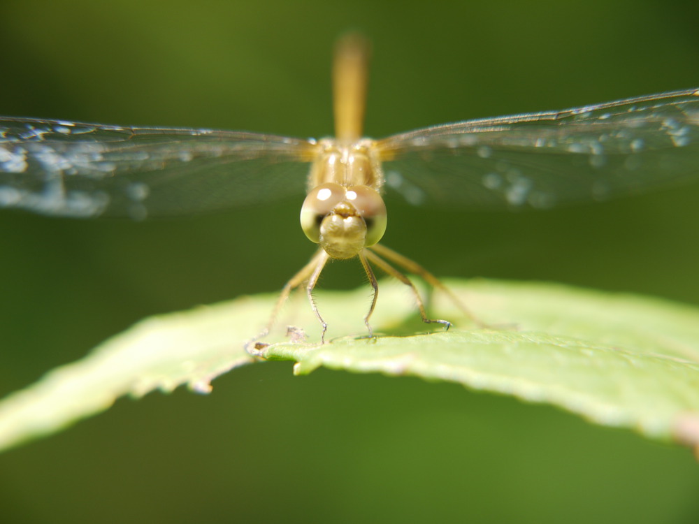 dragonfly